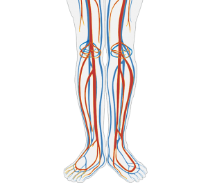 Human circulation diagram of the feet and legs